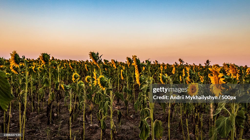 Scenic view of sunflower field against sky