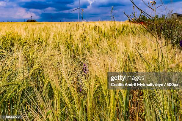 scenic view of field against sky,romania - immunfluoreszenz aufnahme stock-fotos und bilder