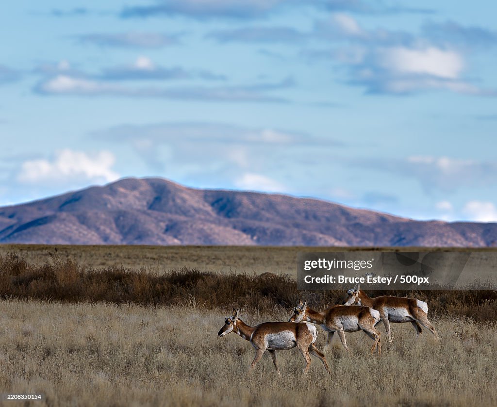 Side view of deer standing on field against sky,Prescott Valley,Arizona,United States,USA