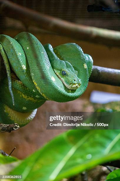 Green Python Close Up 7,541 Green Python Stock Photos, High-Res Pictures, and Images - Getty ...