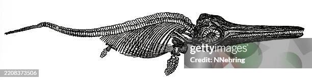 illustrazioni stock, clip art, cartoni animati e icone di tendenza di xilografia del dinosauro stenopterygius quadriscissus - scheletro