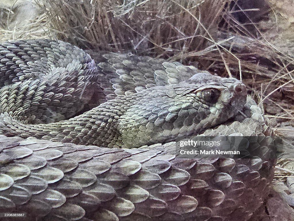 Mojave Rattlesnake