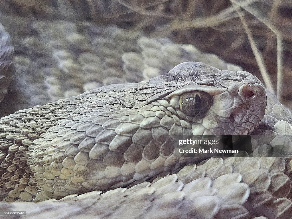Mojave Rattlesnake