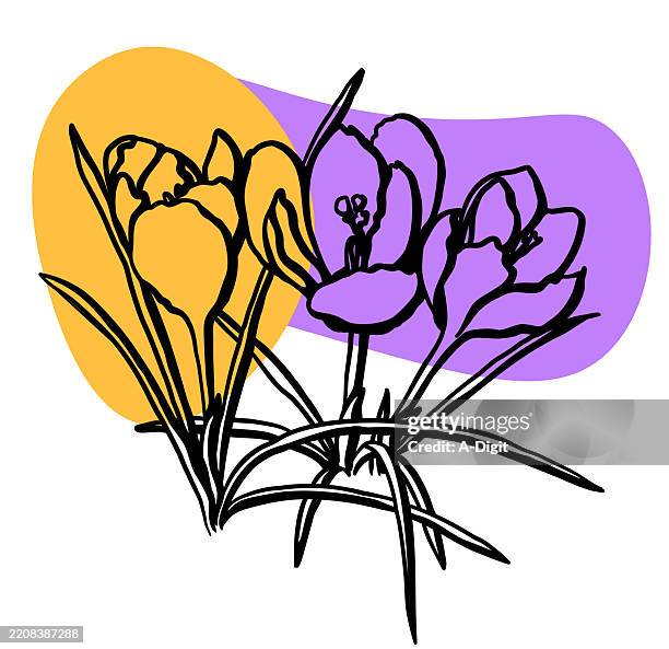 springtimecrocusesviolet - yellow crocus stock illustrations