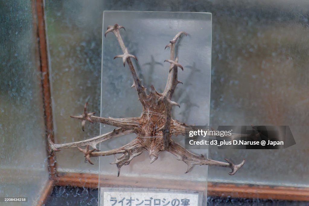 Devil's claw (Harpagophytum procumbens).
