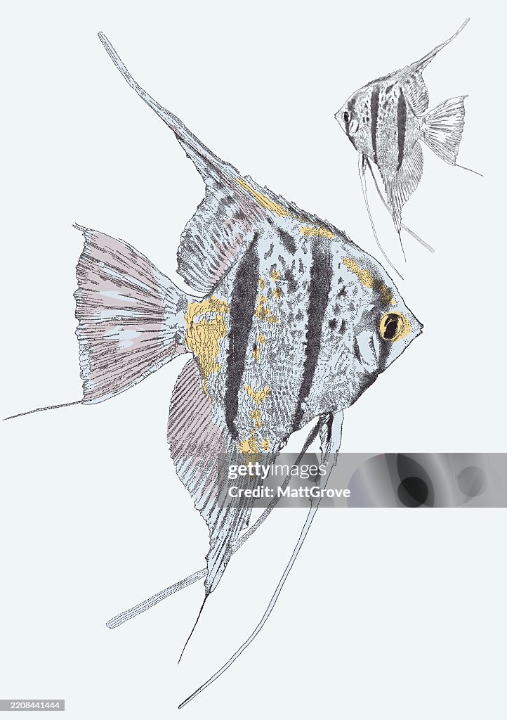 Angelfish Tropical Fish