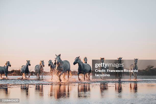 camargue horses running through water. wild horses, freedom. - racing horse herd stock pictures, royalty-free photos & images
