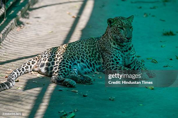 Jaguar relaxing under the shadow to beat the heat in enclosure at Zoological Park on April 7, 2025 in New Delhi, India. As Delhi deals with the...