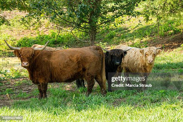herd of highland cattle in a pasture - group of animals stock pictures, royalty-free photos & images