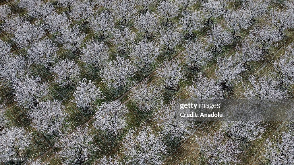 Flowers bloom with arrival of spring in Malatya, Turkiye