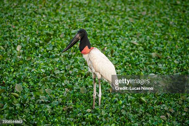 jabiru stork standing in wetland vegetation - pantanal stockfoto's en -beelden