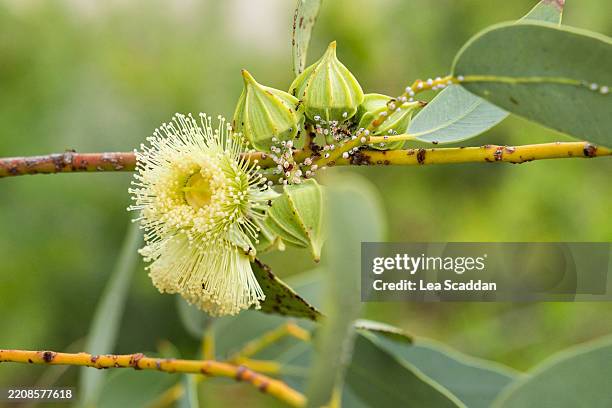 eucalyptus kingsmillii - eucalyptus tree stock pictures, royalty-free photos & images