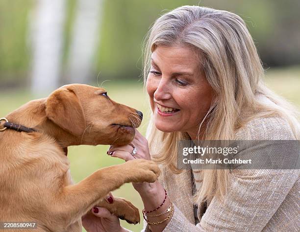 Sophie, Duchess of Edinburgh with 12 week old puppy Axel during a visit to The Yellow Labrador Club at The York Club on April 8, 2025 in Windsor,...