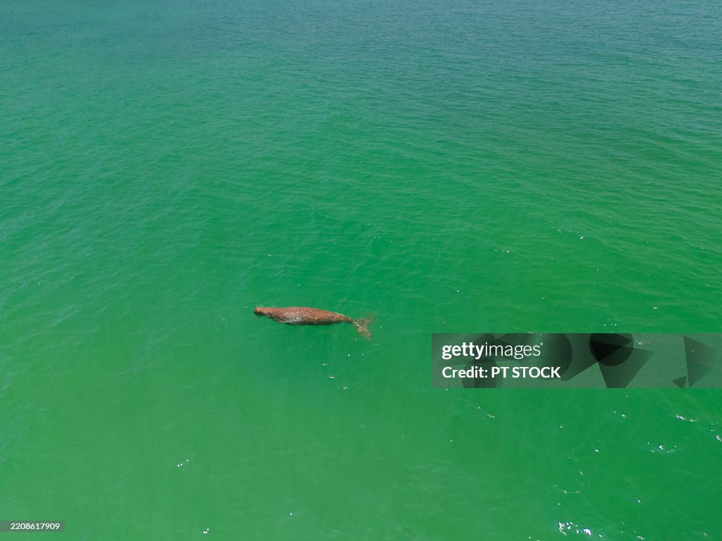 Aerial view Overhead shot of a dugong swimming in vibrant green ocean waters, showcasing marine wildlife in its natural habitat.