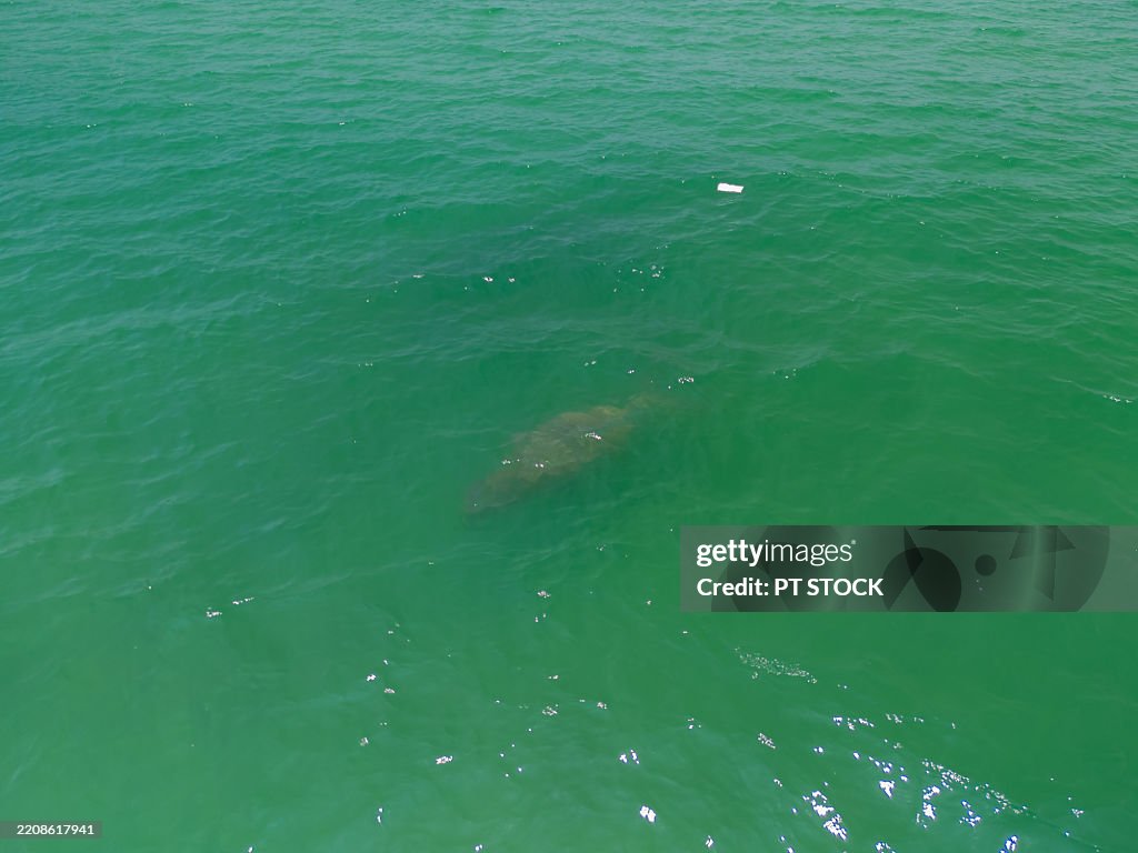 Aerial view of a manatee swimming calmly in clear blue water surrounded by small white floating foam during daytime.