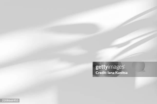 soft shadows of flower leaves and window on empty white wall create calming, minimalist 3d background. place for text, copy space. perfect for wellness, tranquility, and interior design concepts. - sombra en primer plano fotografías e imágenes de stock