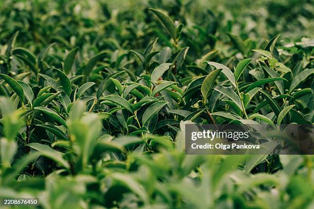 close-up of green tea leaves thriving on plantation - grüner tee stock-fotos und bilder