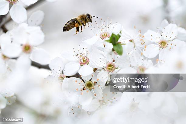 prunus cerasus with bee - polinización fotografías e imágenes de stock