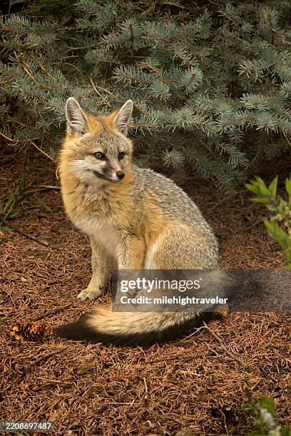 wild gray fox shelters under blue spruce pine tree colorado foothills - littleton colorado stock pictures, royalty-free photos & images