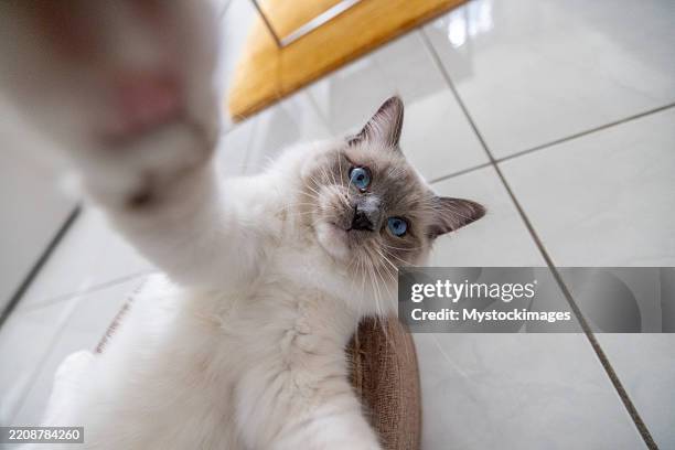 playful ragdoll cat lying on tiled floor - comfort zone stock pictures, royalty-free photos & images