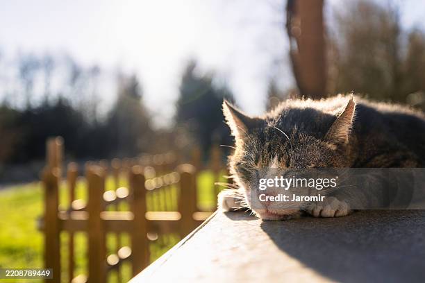 senior cat resting in sunlight on back yard - hundeartige stock-fotos und bilder