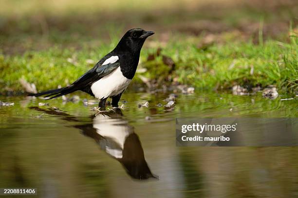 european magpie reflected in the water - ekster stockfoto's en -beelden