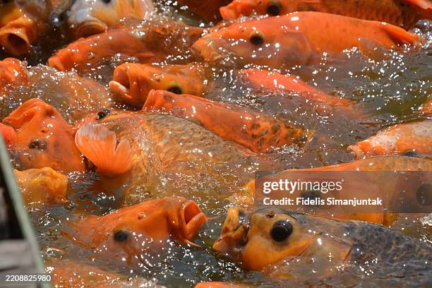 group of koi carps swimming in pond - koi fish top view stock pictures, royalty-free photos & images
