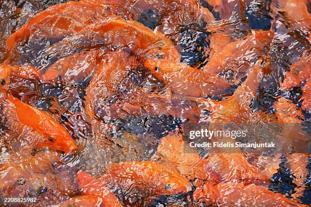 group of koi carps swimming in pond - koi fish top view stock pictures, royalty-free photos & images