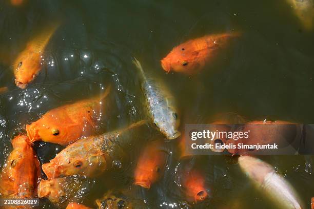 group of koi carps swimming in pond - koi fish top view stock pictures, royalty-free photos & images
