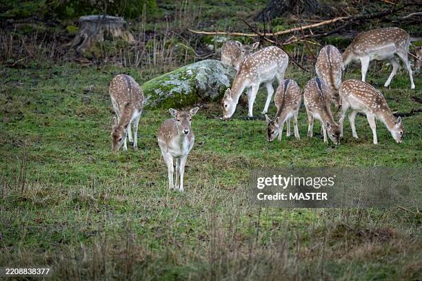 Fallow Discing 12,567 Fallow Stock Photos, High-Res Pictures, and Images - Getty Images