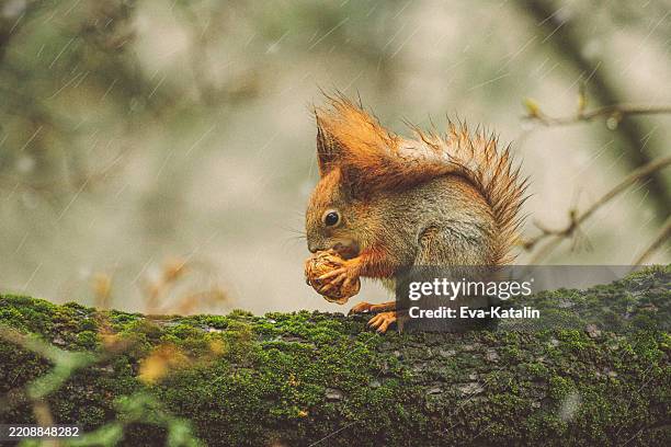 ardilla en el jardín - ardilla fotografías e imágenes de stock