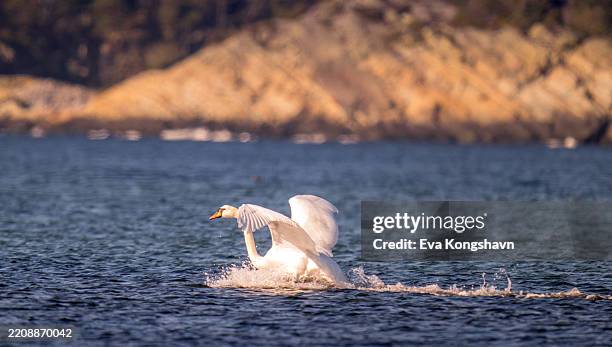 the swan landed with splash and droplets all over the place - cigno foto e immagini stock