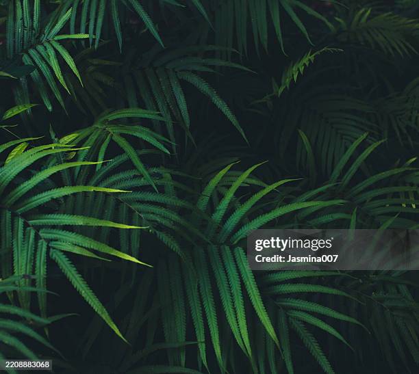 palm blätter hintergrund - tropische blätter stock-fotos und bilder