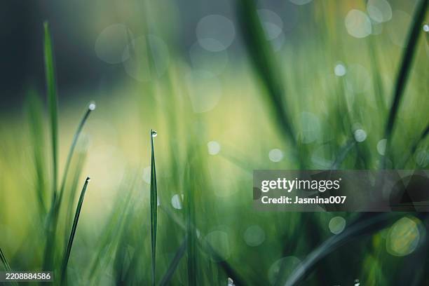 fresh spring grass with water drops - blade of grass stock pictures, royalty-free photos & images