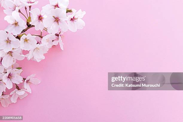 cherry blossoms on pink colored background - cherry tree stock pictures, royalty-free photos & images
