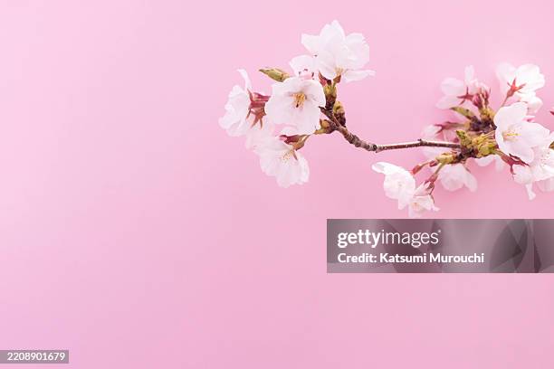 cherry blossoms on pink colored background - cerisier photos et images de collection