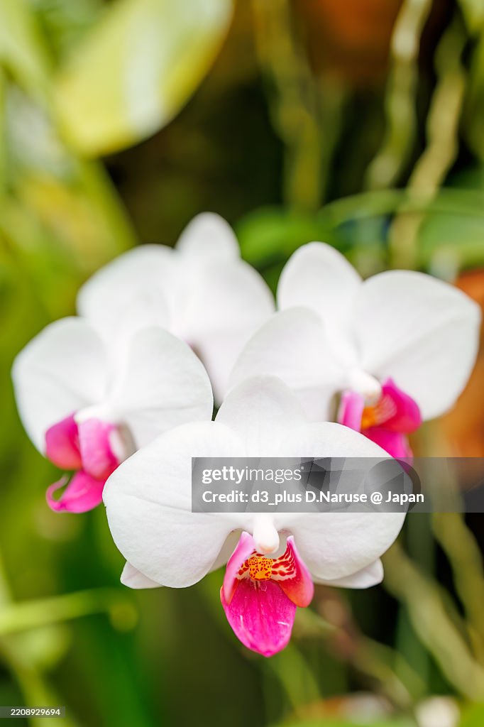 Beautiful orchids (Orchidaceae).Phalaenopsis amabilis