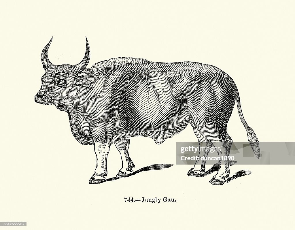 Jungly Gau, or Gaur, Bos gaurus, an endangered species of wild ox native to South and Southeast Asia, Victorian woodcut illustrations, 19th Century