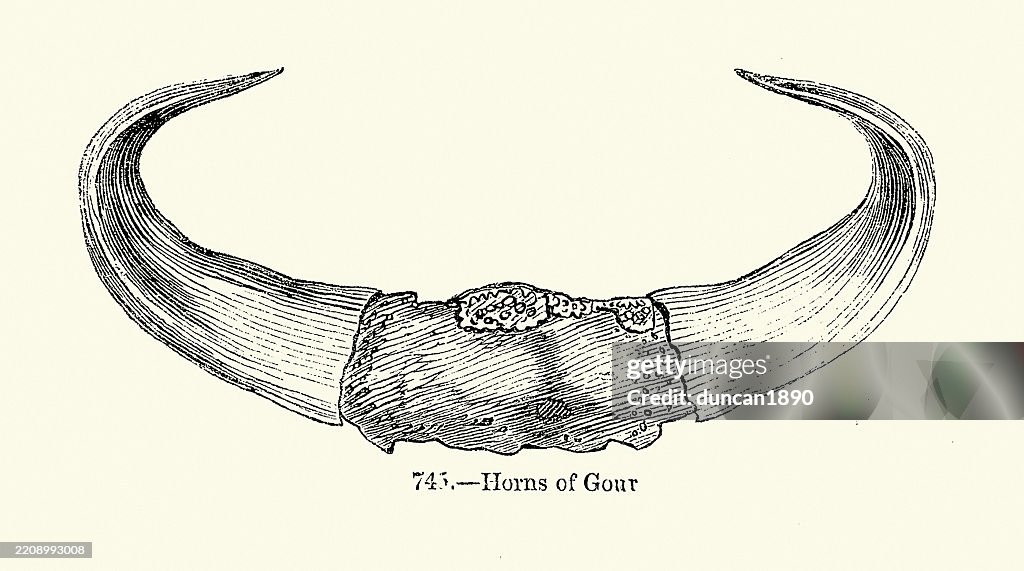 Horns of a Gour, a large bovine native to the Indian Subcontinent , Victorian woodcut illustrations, 19th Century