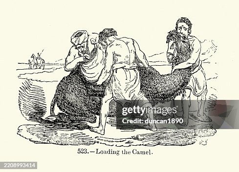 Arabian men loading a Dromedary camel, one holding its head while others out goods in saddlebags, Victorian woodcut illustrations, 19th Century Arabian men loading a Dromedary camel, one holding its head while others out goods in saddlebags, Victorian woodcut illustrations, 19th Century