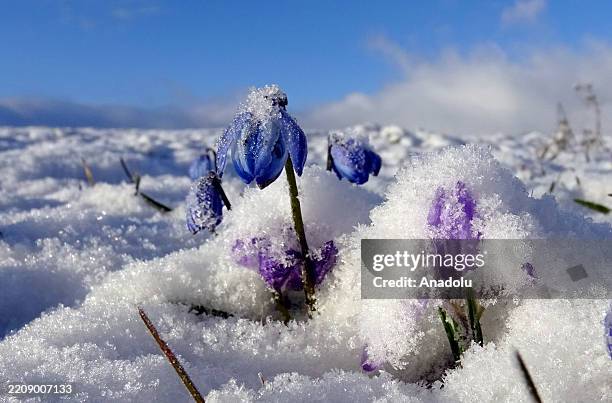 Flowers blooming in spring remain under the snow as snowfall continues in Sarikamis district of Kars, Turkiye on April 11, 2025.