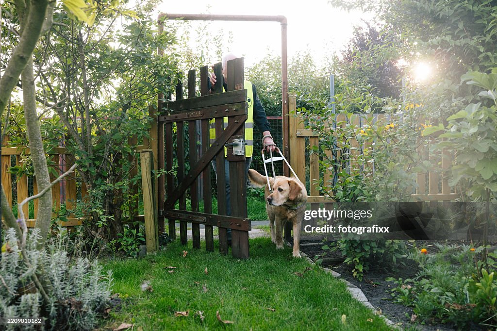 Blind person is led through a wooden gate by a guide dog