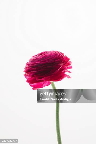backlit ruby red ranunculus persian buttercup flowers - ranunculus stock pictures, royalty-free photos & images