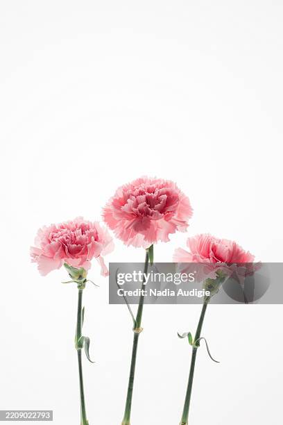 backlit pastel pink pink carnation flowers - dianthus stock pictures, royalty-free photos & images