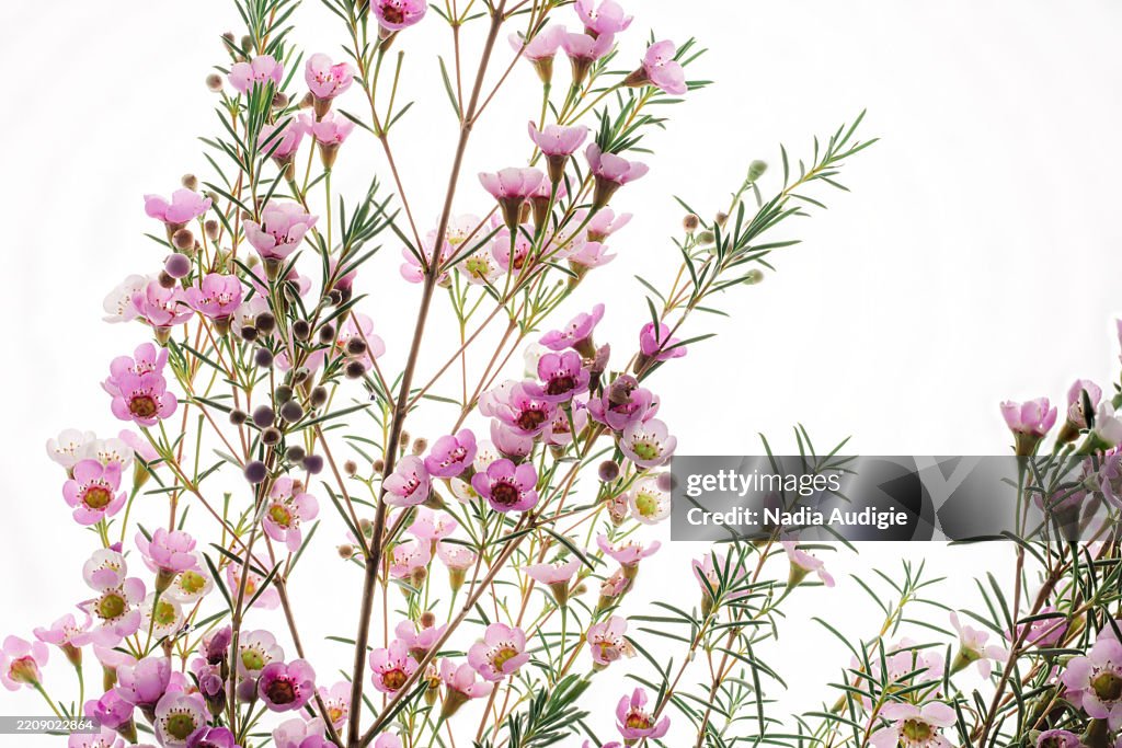 Backlit Chamelaucium uncinatum Geraldton waxflower