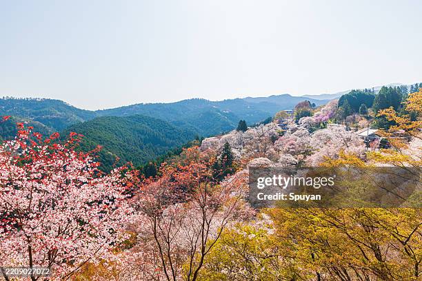 Mount Yoshino, Nara Prefecture: Cherry blossoms in full bloom