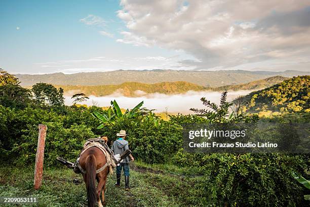 mature farmer man with his horse at farm - colombia stockfoto's en -beelden