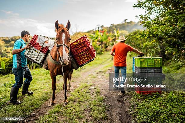 farmer harvesting fruits with horse in rural farm - tropical fruit stock pictures, royalty-free photos & images