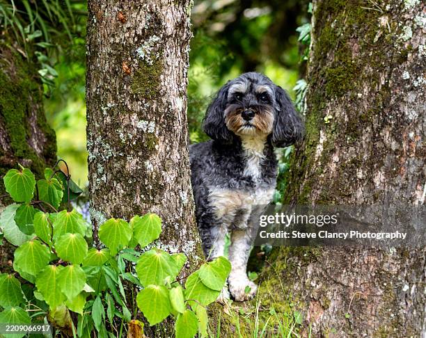 cavapoo - cavapoo stock pictures, royalty-free photos & images