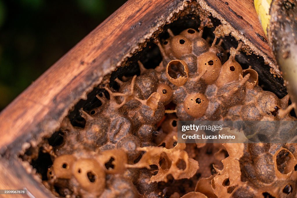 Bee Cell Structure Stingless Bee Hive Structure With Brood Cells High-Res Stock Photo ...
